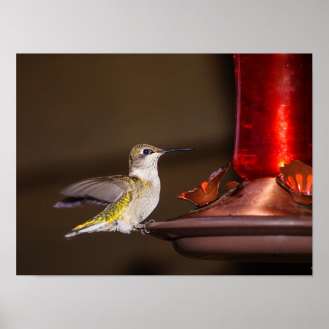 Póster Hummingbird (Frente)