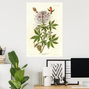 Póster Hummingbird