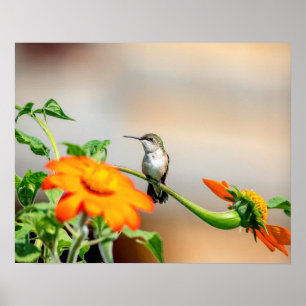 Póster Hummingbird 20x16 en una planta floreciente