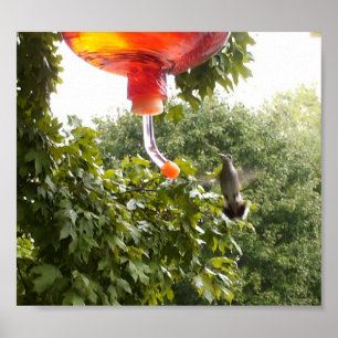 Póster Hummingbird 2, Imprimir
