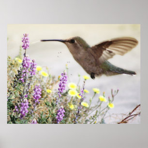 Póster Hummingbird and Wildflowers Digital Art