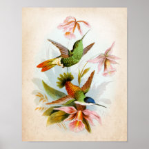 Hummingbird Art. 13