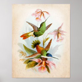 Póster Hummingbird Art. 13