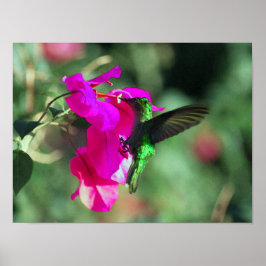 Póster Hummingbird caribe con tracción verde en Bougainvi