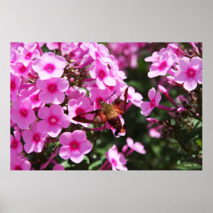 Póster Hummingbird Clearing & Phlox 2