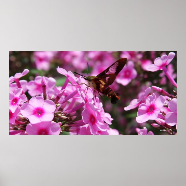 Póster Hummingbird Clearing & Phlox 7 (Frente)