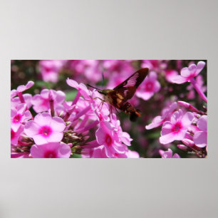 Póster Hummingbird Clearing & Phlox 7