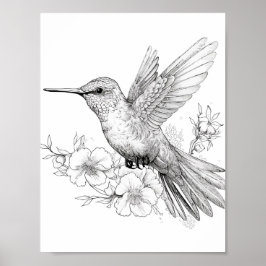 Póster Hummingbird Coloring adulto