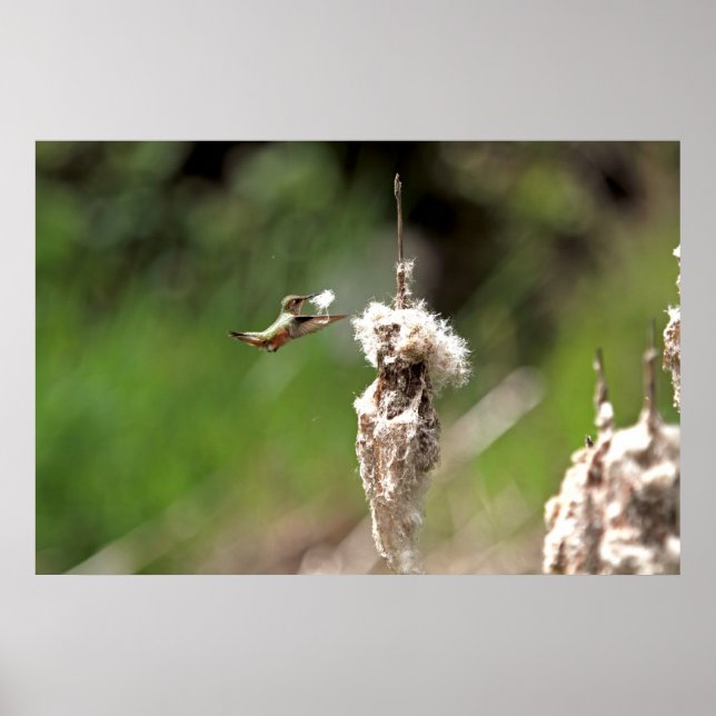 Póster Hummingbird construyendo un nido (Frente)