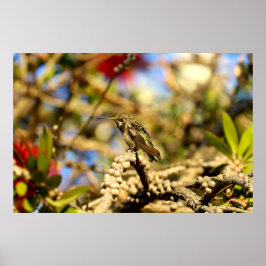 Póster Hummingbird de Anna, California, 36x24 Foto