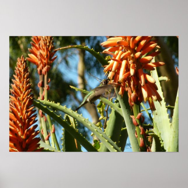 Póster Hummingbird de color negro en vuelo (Frente)