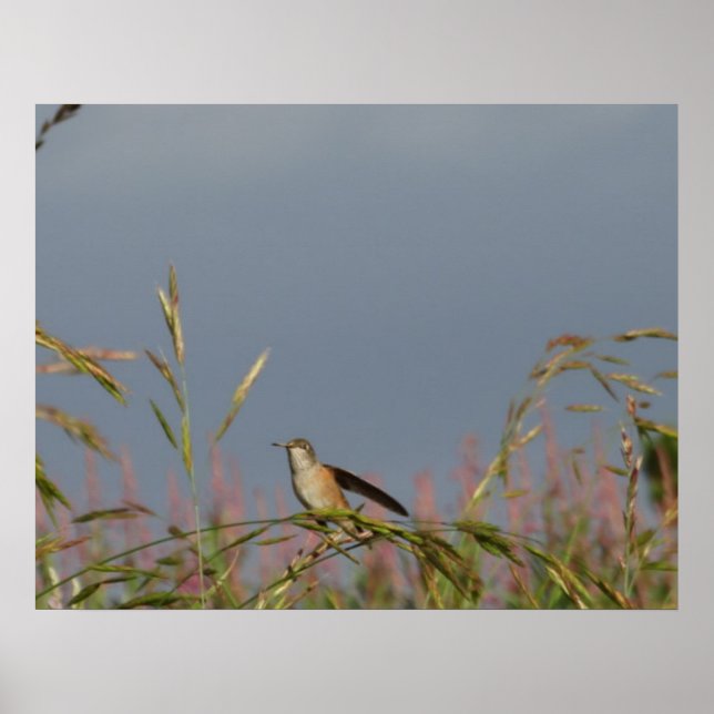 Póster Hummingbird en Grasses Blue Sky Custom name (Frente)