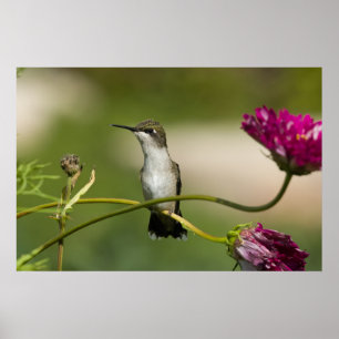Póster Hummingbird Female