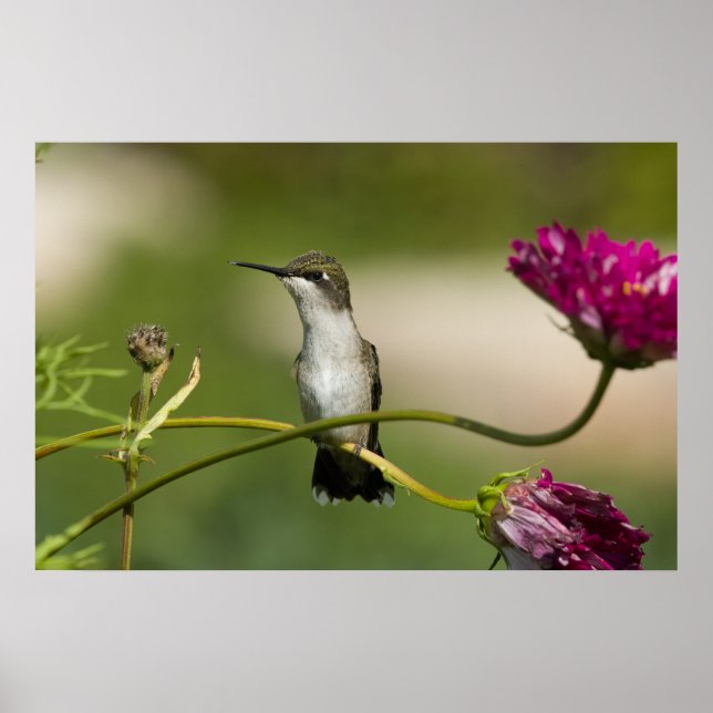 Póster Hummingbird Female (Frente)