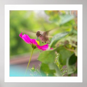 Póster Hummingbird Floral de fauna silvestre