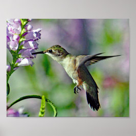 Póster Hummingbird Floral rosa foto de vida silvestre