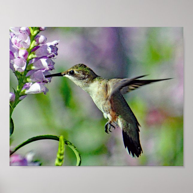 Póster Hummingbird Floral rosa foto de vida silvestre (Frente)