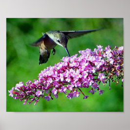 Póster Hummingbird Flowers Rosa Wildlife Photo
