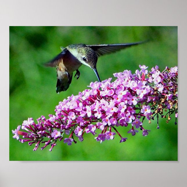 Póster Hummingbird Flowers Rosa Wildlife Photo (Frente)