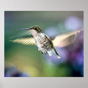 Póster Hummingbird Flying