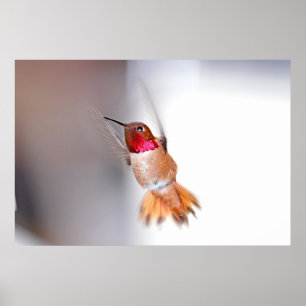 Póster Hummingbird Flying Photo