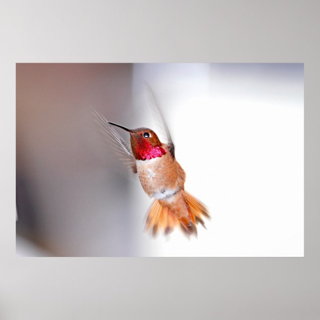 Póster Hummingbird Flying Photo (Frente)