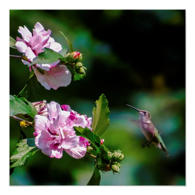 Póster Hummingbird - Fotografía original (Anverso)