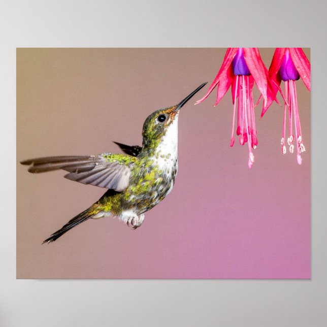 Póster Hummingbird Fuchsia Nature Foto (Frente)