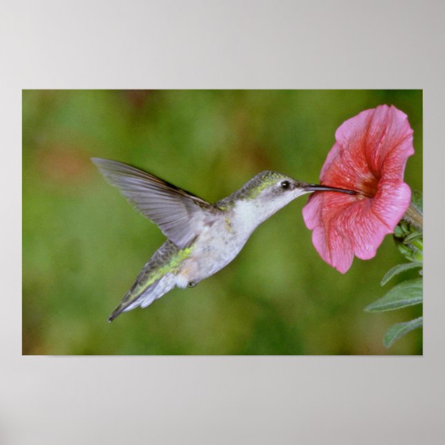 Póster Hummingbird (hembra) con petunia Pi (Frente)