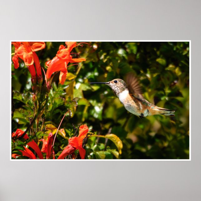 Póster Hummingbird in Flight – Garden Wildlife Photo (Frente)