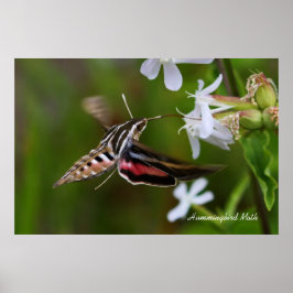 Póster Hummingbird Moth