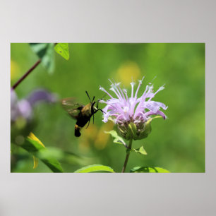 Póster Hummingbird Moth