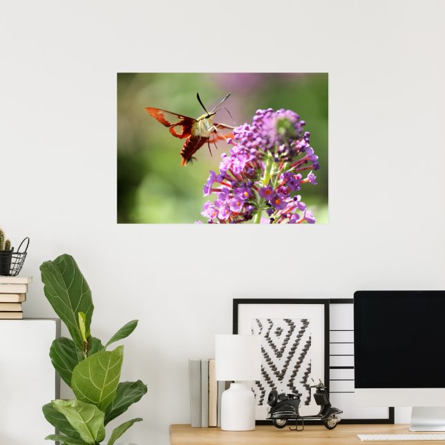 Póster Hummingbird Moth en una mariposa (Oficina en casa)