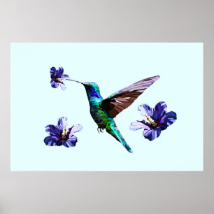 Póster Hummingbird / Poster de Hibiscus Blue Gorgeous