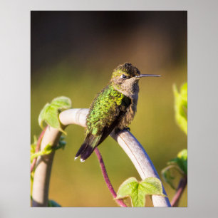 Póster Hummingbird Resting 16 x 20 Poster