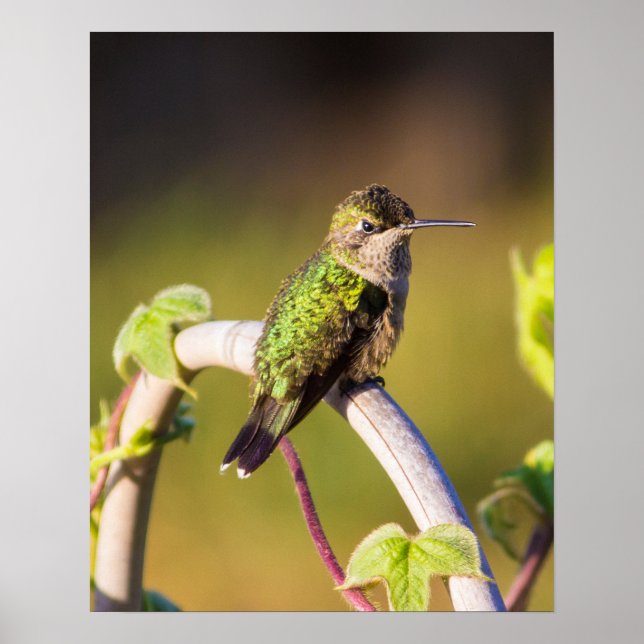 Póster Hummingbird Resting 16 x 20 Poster (Frente)