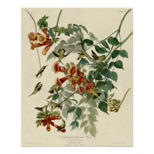 Póster Hummingbird Ruby Throated Audubon