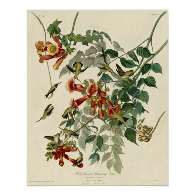 Póster Hummingbird Ruby Throated Audubon (Anverso)