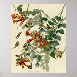 Póster Hummingbird Ruby Throated Audubon
