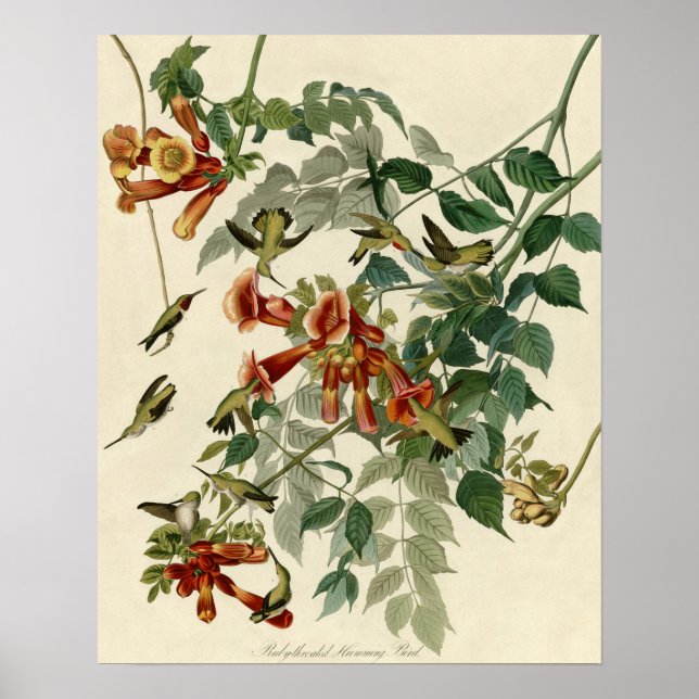 Póster Hummingbird Ruby Throated Audubon (Frente)