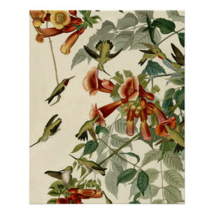 Póster Hummingbird Ruby Throated Audubon