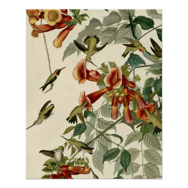 Póster Hummingbird Ruby Throated Audubon (Anverso)