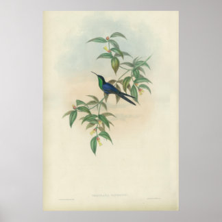 Póster Hummingbird verde y azul
