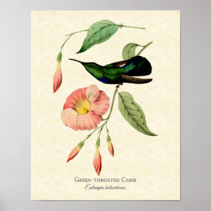 Póster Hummingbird Vintage