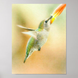 Póster Hummingbird vuelo temprano por la mañana