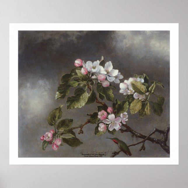 Póster Hummingbird y Apple Blossoms Martin J. Heade (Frente)