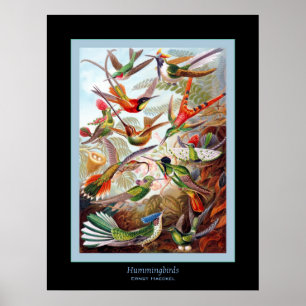 Póster Hummingbirds ~ Ernst Haeckel