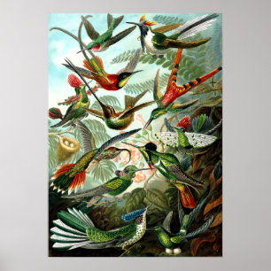 Póster Hummingbirds por Ernst Haeckel