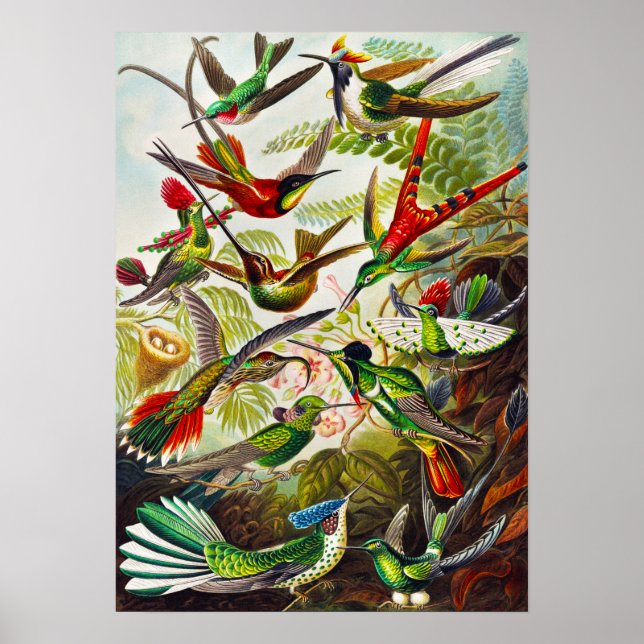 Póster Hummingbirds por Ernst Haeckel (Frente)