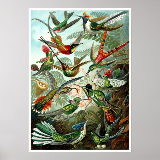 Póster Hummingbirds por Ernst Haeckel (Frente)